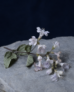 Chichri Alpine White Honey A3200 — pale, near-white raw honey from 3,200 metres in Himachal Pradesh