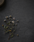 The Summit Reserve A3700 — deep mahogany raw honey from 3,700 metres in the western Himalayas