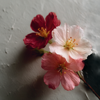 Multiflora Honey (Harvested from an altitude of about 3300 meters)